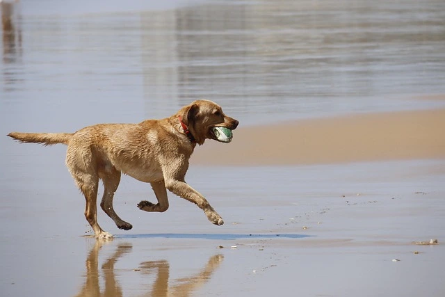Cane felice che corre sulla riva della spiaggia di Termoli al Lido Cala dei Longobardi, struttura pet-friendly