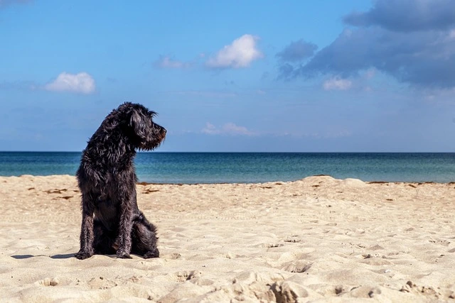 Spiaggia Termoli cani ammessi – Cala dei Longobardi Cane in spiaggia a Termoli, area pet-friendly del Lido Cala dei Longobardi
