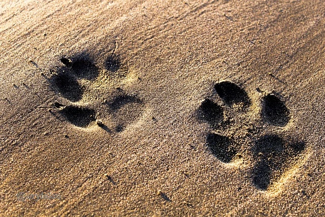 Impronte di zampe sulla sabbia, simbolo della spiaggia pet friendly del Lido Cala dei Longobardi